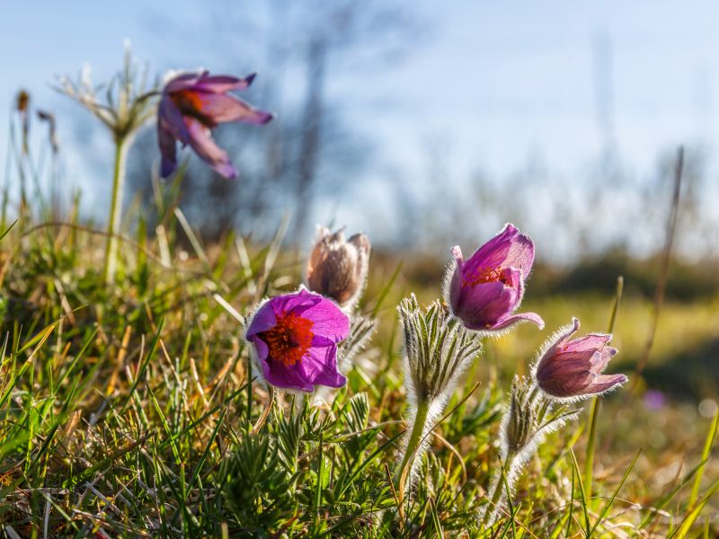 Bei Übelkeit und Durchfall kann Pulsatilla helfen