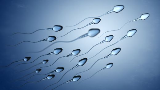 Spermien • Funktion Aussehen And Lebensdauer 